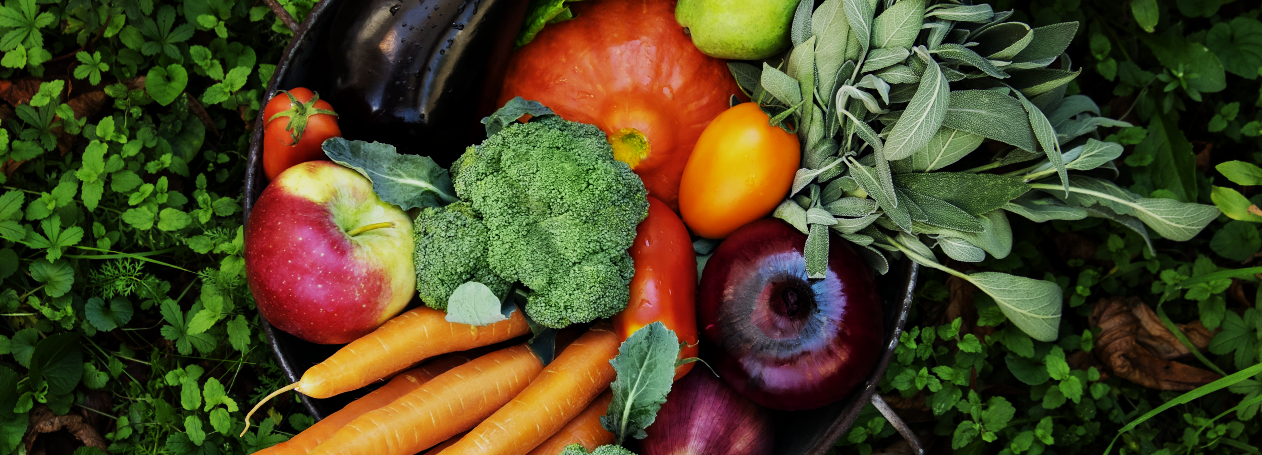 20250901 WebUea Pflanzenbasierte Ernaehrungsberatung 2500x900 Graufilter 25Geschaerft 1